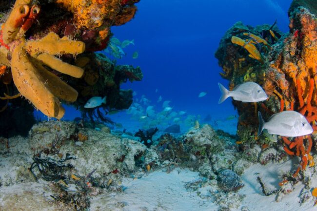 fondali-marini-preservare La Subacquea Sostenibile: 8 Abilità per Preservare i Fondali