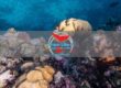 Specie Invasive Marine: Come i Subacquei Possono Segnalarle e Proteggere i Fondali