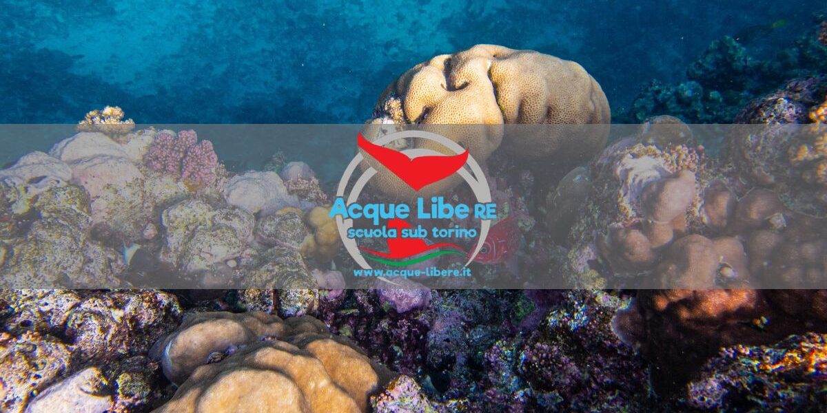 specie marine invasive Specie Invasive Marine: Come i Subacquei Possono Segnalarle e Proteggere i Fondali