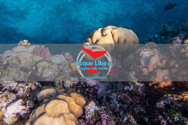 Specie Invasive Marine: Come i Subacquei Possono Segnalarle e Proteggere i Fondali