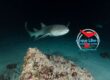 Immersioni Notturne e Rispetto dell'Ambiente: Consigli per un'Interazione Sostenibile