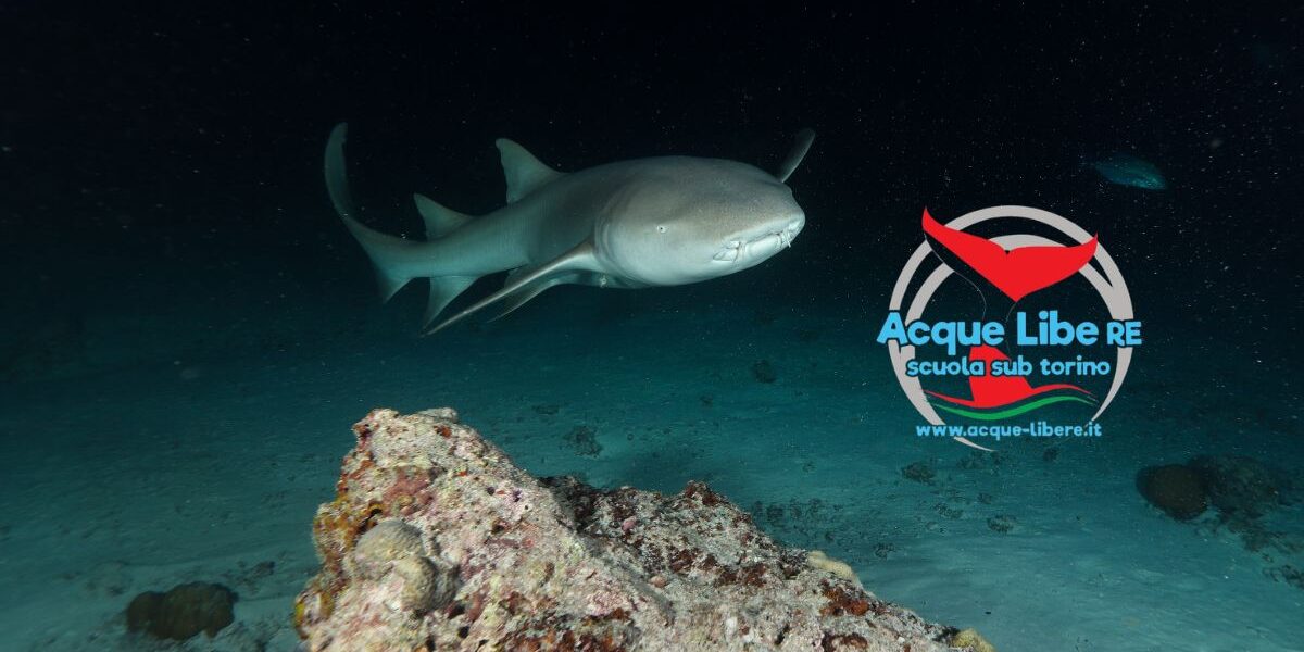 Immersioni Notturne e Rispetto dell'Ambiente: Consigli per un'Interazione Sostenibile